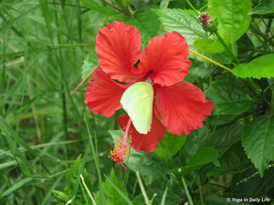 Monsoon butterfly enjoying hibiscus flower